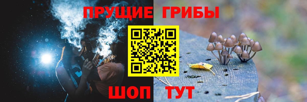 Псилоцибиновые грибы Psilocybe Нефтекамск